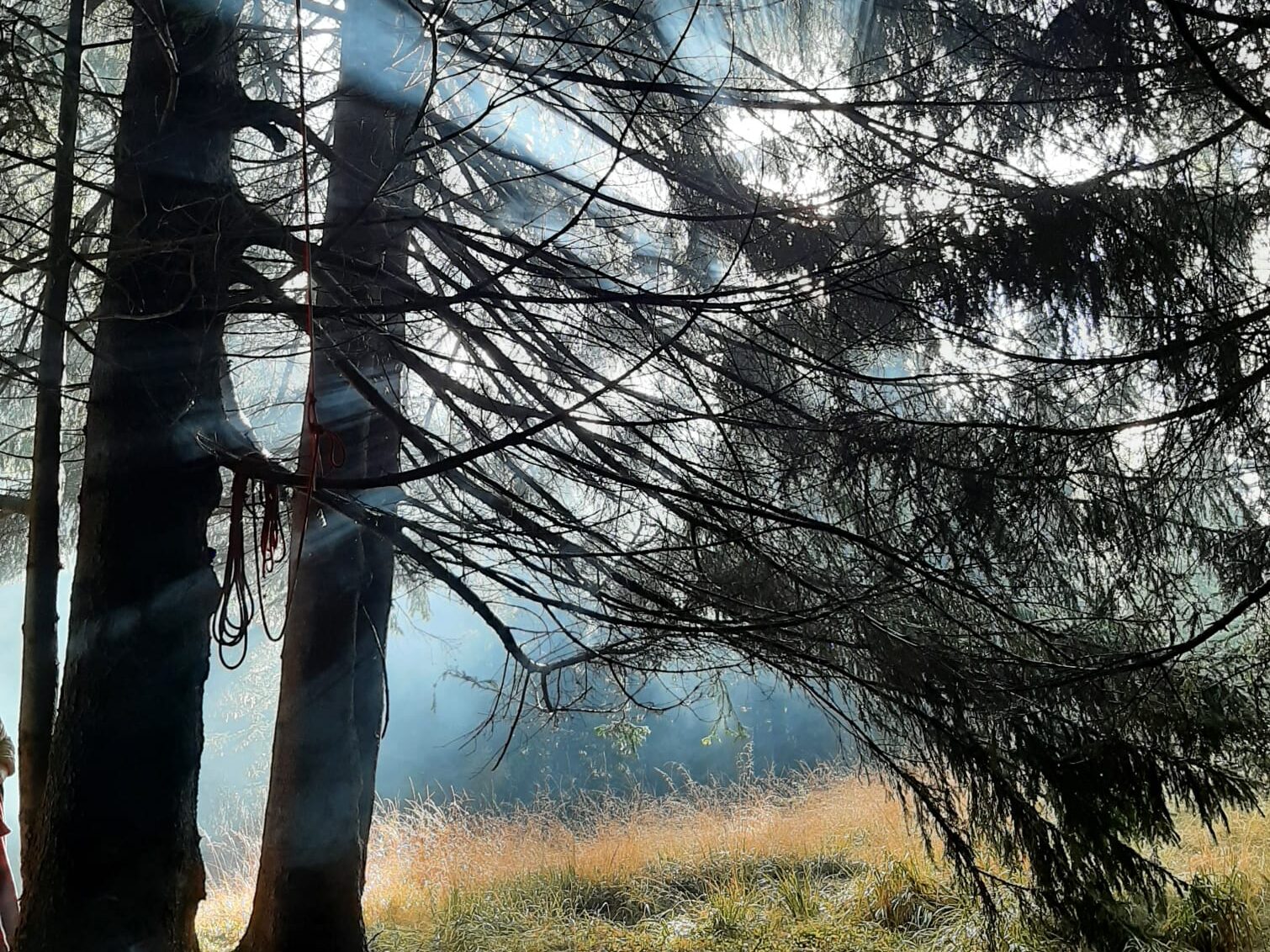 Lichtstrahlen brechen durch die Bäume im ruhigen Wald – Symbol für digitale Stille